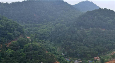 Hà Nội phấn đấu trồng trên 400.000 cây xanh năm 2026