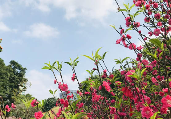 Đất nước ngập tràn sắc xuân