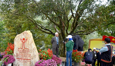 Quế - cây di sản, cũng là cây thuốc quý