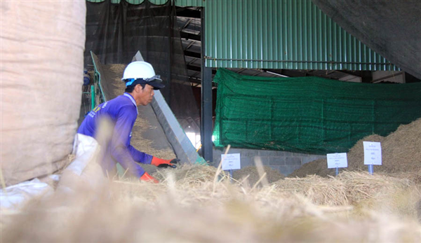 Nhân rộng mô hình xử lý rơm rạ không đốt: Hướng đi hiệu quả cho nông nghiệp xanh