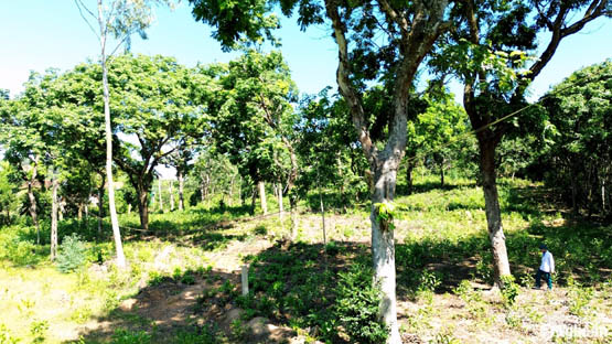 Khám phá rừng lim hàng trăm năm tuổi ở huyện lúa xứ Nghệ