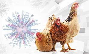HCM City reports rare case of encephalitis linked to H5N1 avian flu