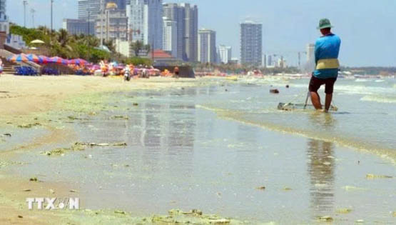 Algal bloom discolours seawater at Vung Tau beach