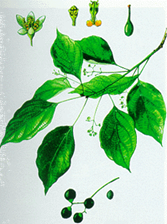 http://www.lrc-hueuni.edu.vn/dongy/thuocdongy/anh/LongNao.gif