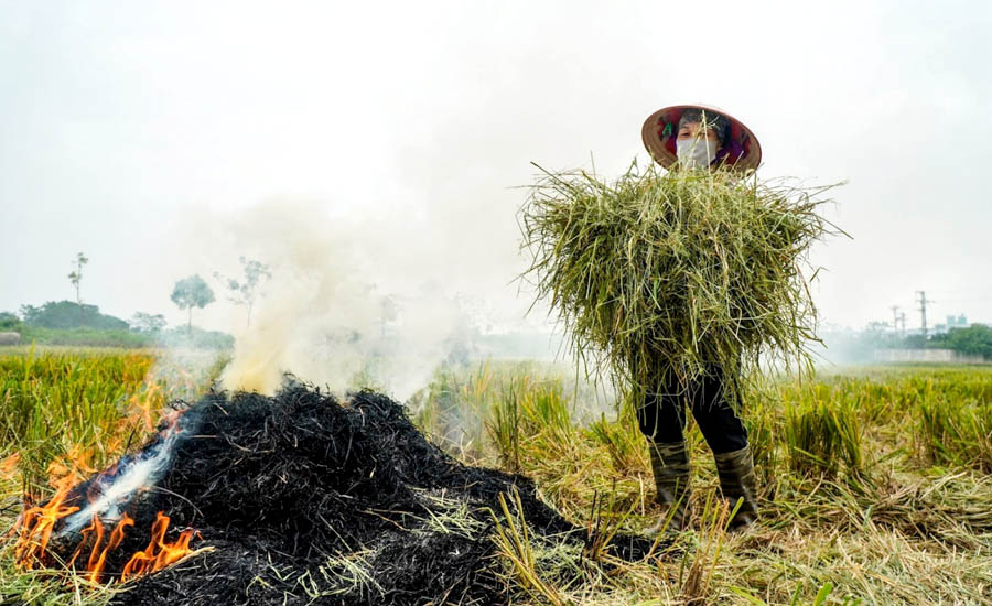 A person in a hat carrying a bundle of grassAI-generated content may be incorrect.