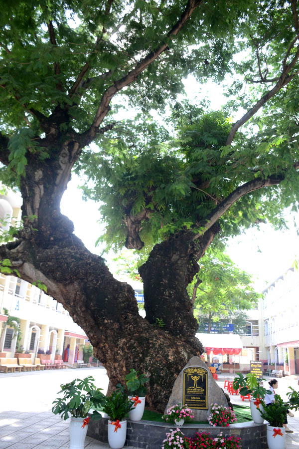 A tree with a sign on itAI-generated content may be incorrect.