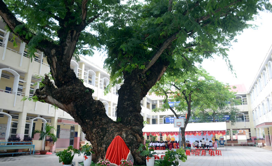 A tree with many branchesAI-generated content may be incorrect.