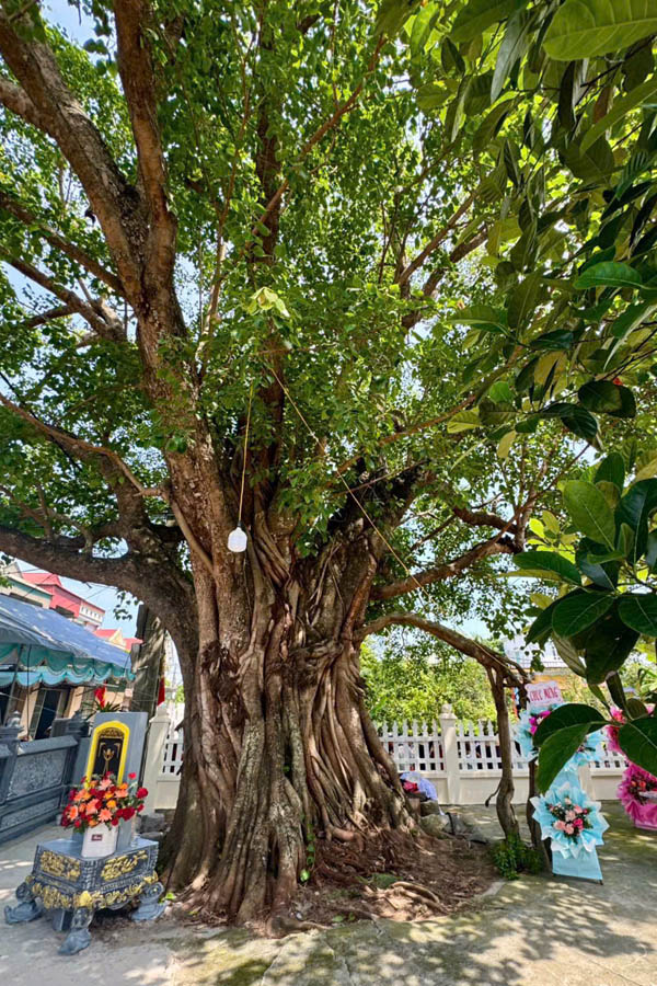 A large tree with many branchesAI-generated content may be incorrect.