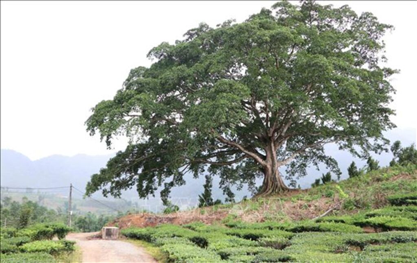 Hơn 40 cây cổ thụ của 8 tỉnh, thành phố lọt vào danh sách Cây Di sản Việt Nam