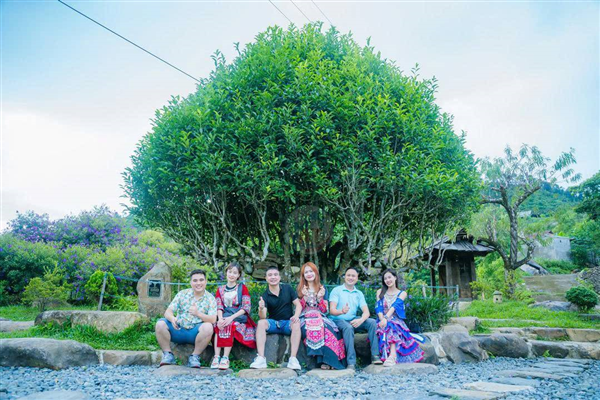 Hợp tác xã Suối Giàng: Từ búp chè Shan tuyết đến đến sinh kế bền vững của đồng bào Mông