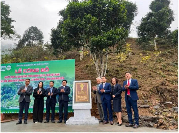 Những cây Chè cổ thụ đầu tiên của tỉnh Thái Nguyên được vinh danh Cây Di sản Việt Nam