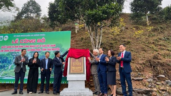 (Báo Nhân Dân): Thái Nguyên đón nhận công nhận 12 cây chè Shan tuyết là cây Di sản Việt Nam