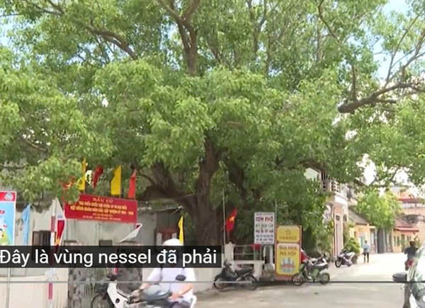 Cây di sản 500 năm tuổi ở Xã Hải Bắc - Hải Hậu