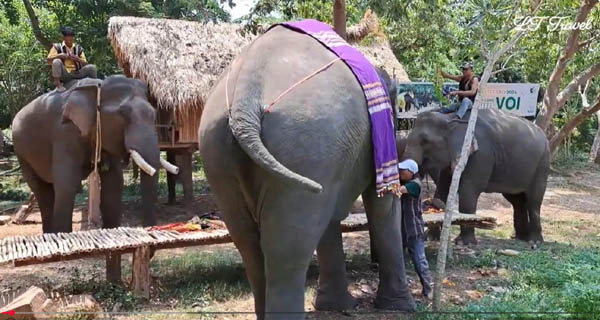 Video: SẮC MÀU MỌI MIỀN GẶP CÁC VỊ VOI NHÀ CUỐI CÙNG Độc Đáo Lễ Cúng Sức Khỏe Voi